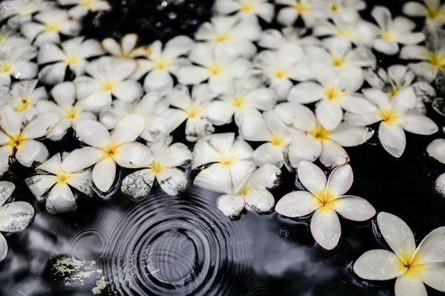 White Flowers for New Year's Photo by Spike Cuizon from Pexels